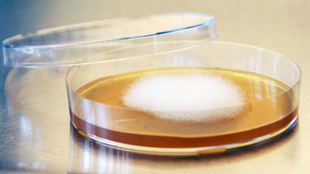 Kölner und Jenaer Forscher sagen Pilzin­fek­tio­nen den Kampf an