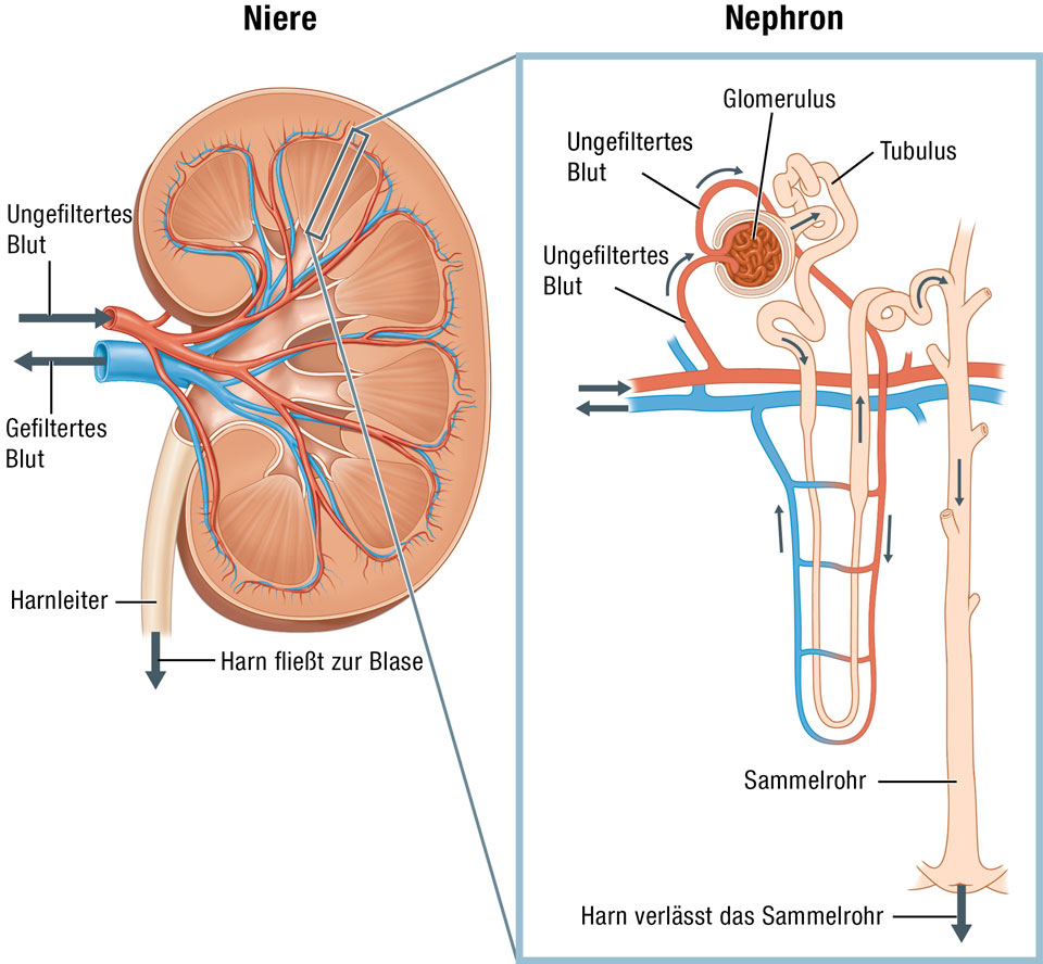 Niere und Nephron